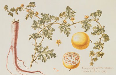 Citrullus Colocynthius (Bitterapfel und Bittergurke) von Claude Aubriet